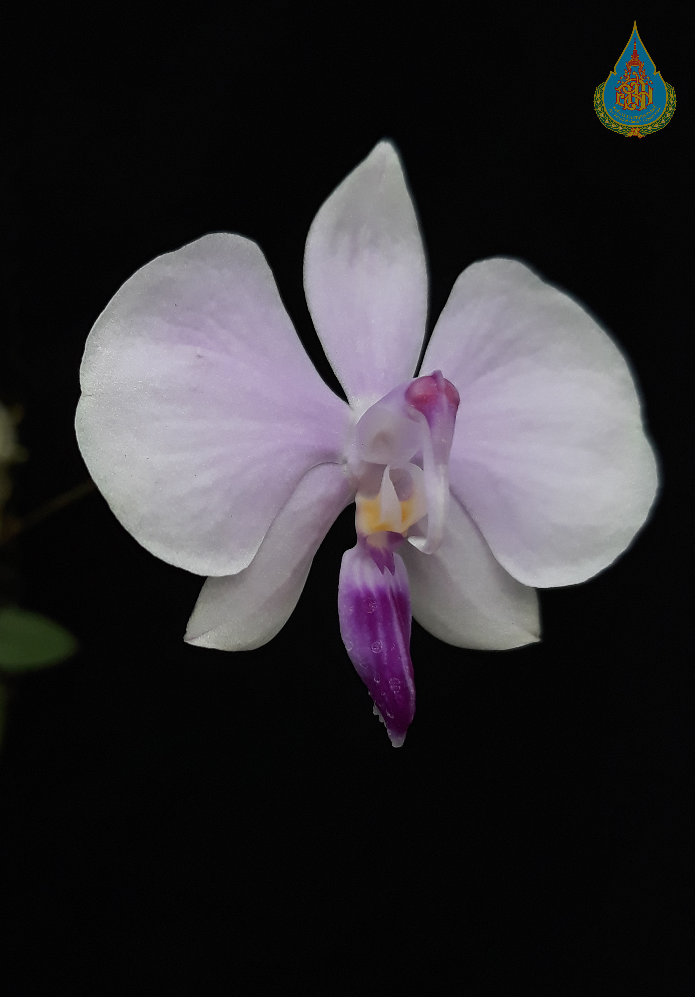 เอื้องผีเสื้อชมพู Phalaenopsis lowii Rchb.f.<br/>ORCHIDACEAE